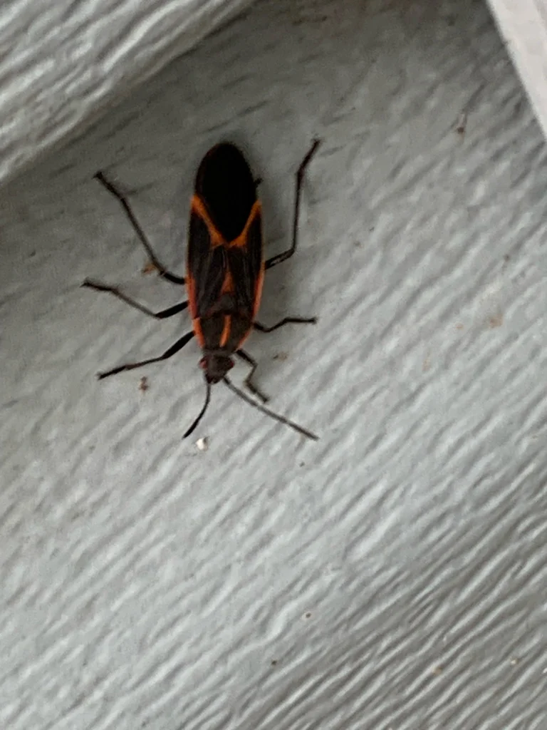 Boxelder bug on exterior house siding seeking entry point for overwintering