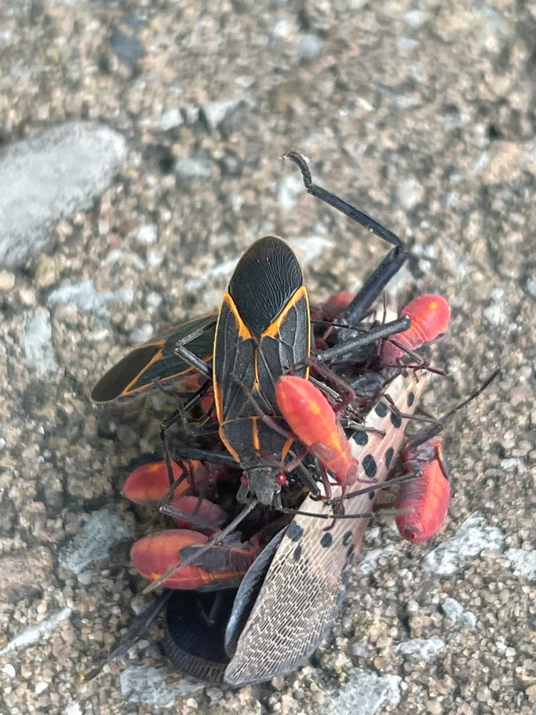 Adult boxelder bugs with bright red nymphs showing size and color differences between life stages