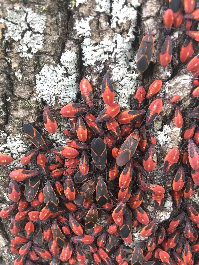 Large aggregation of red boxelder bug nymphs and black adults clustered on tree bark