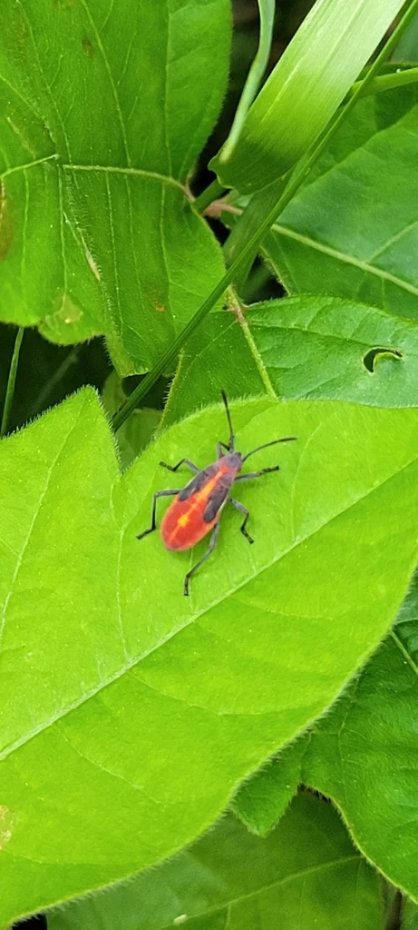Single boxelder bug nymph on green leaf in natural habitat
