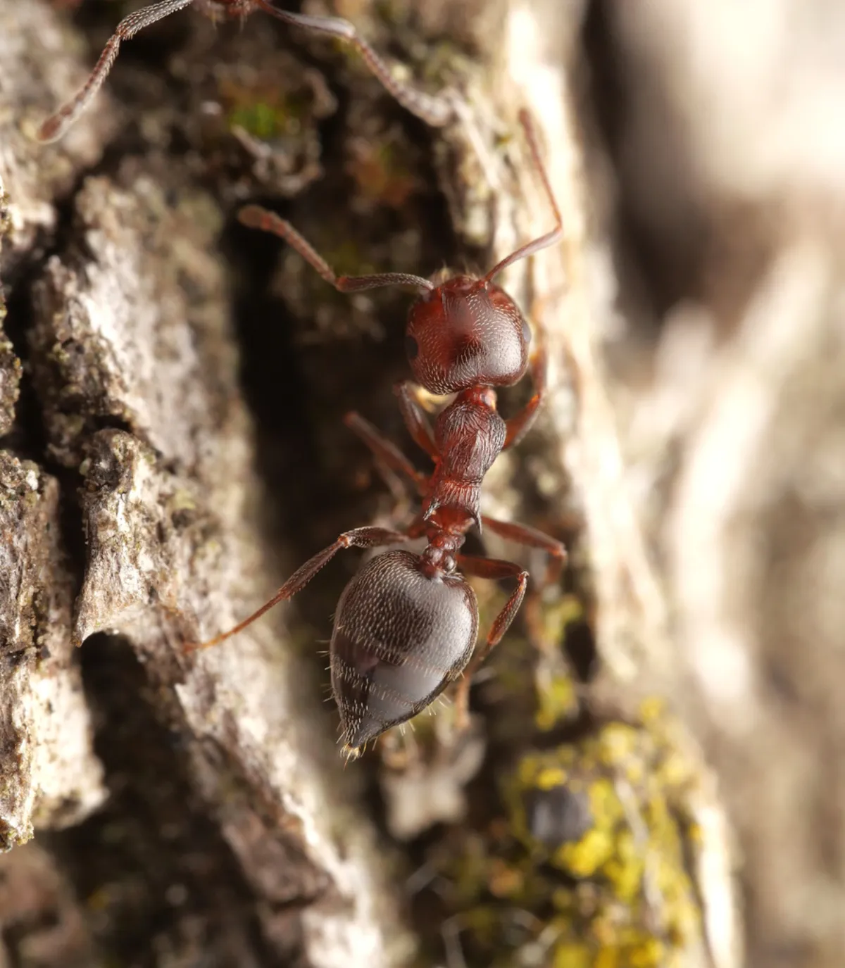 Acrobat ants climbing tree bark in the hardwood forest around Black Hill Regional Park near Boyds