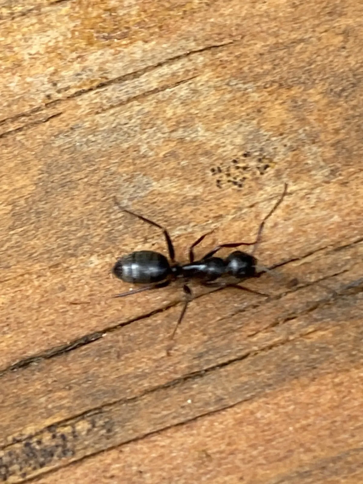 Eastern black carpenter ant walking across an old weathered board on a porch in the Boyds, Maryland historic village