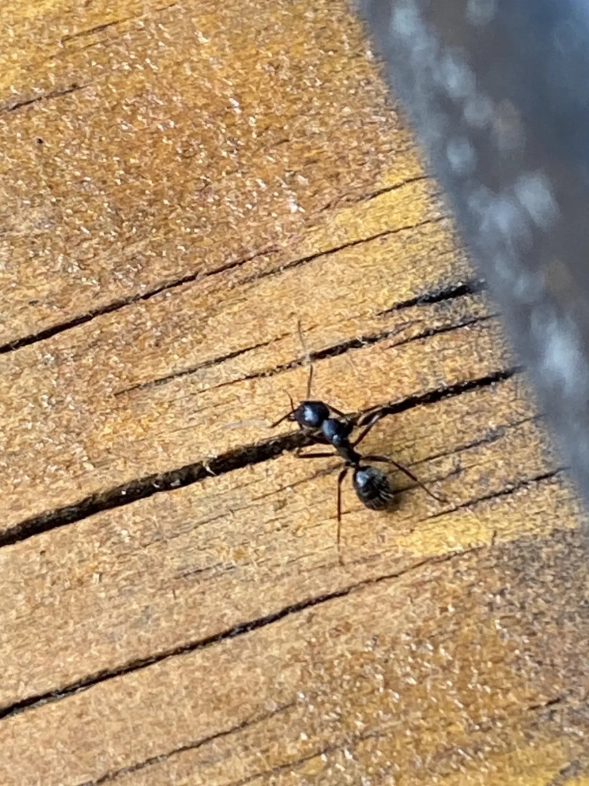 Black carpenter ant on weathered wood grain, the kind of old lumber found on porches in the Boyds historic village