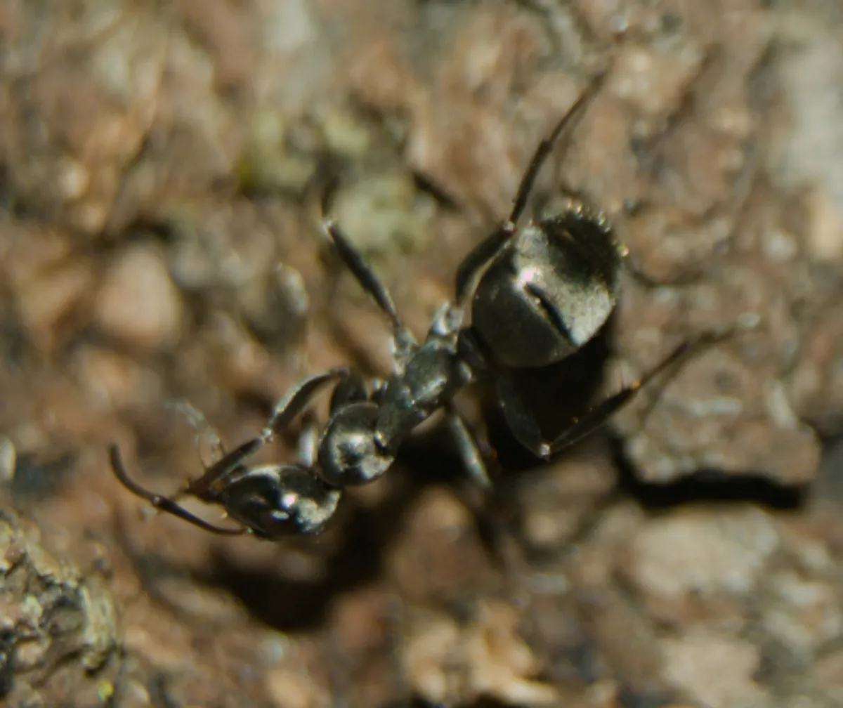 Silky field ant on rough bark and soil, the mound-building ant found in pastures and along fence lines around Boyds