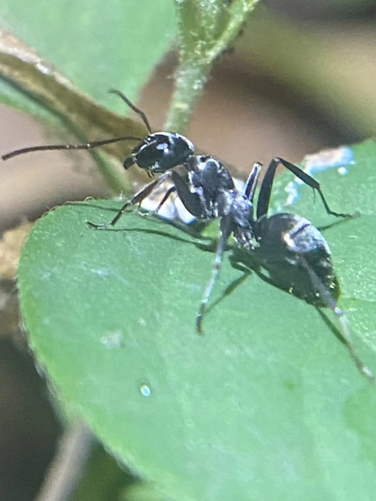 Silky field ant on a green leaf at the edge of a pasture in Boyds, Maryland