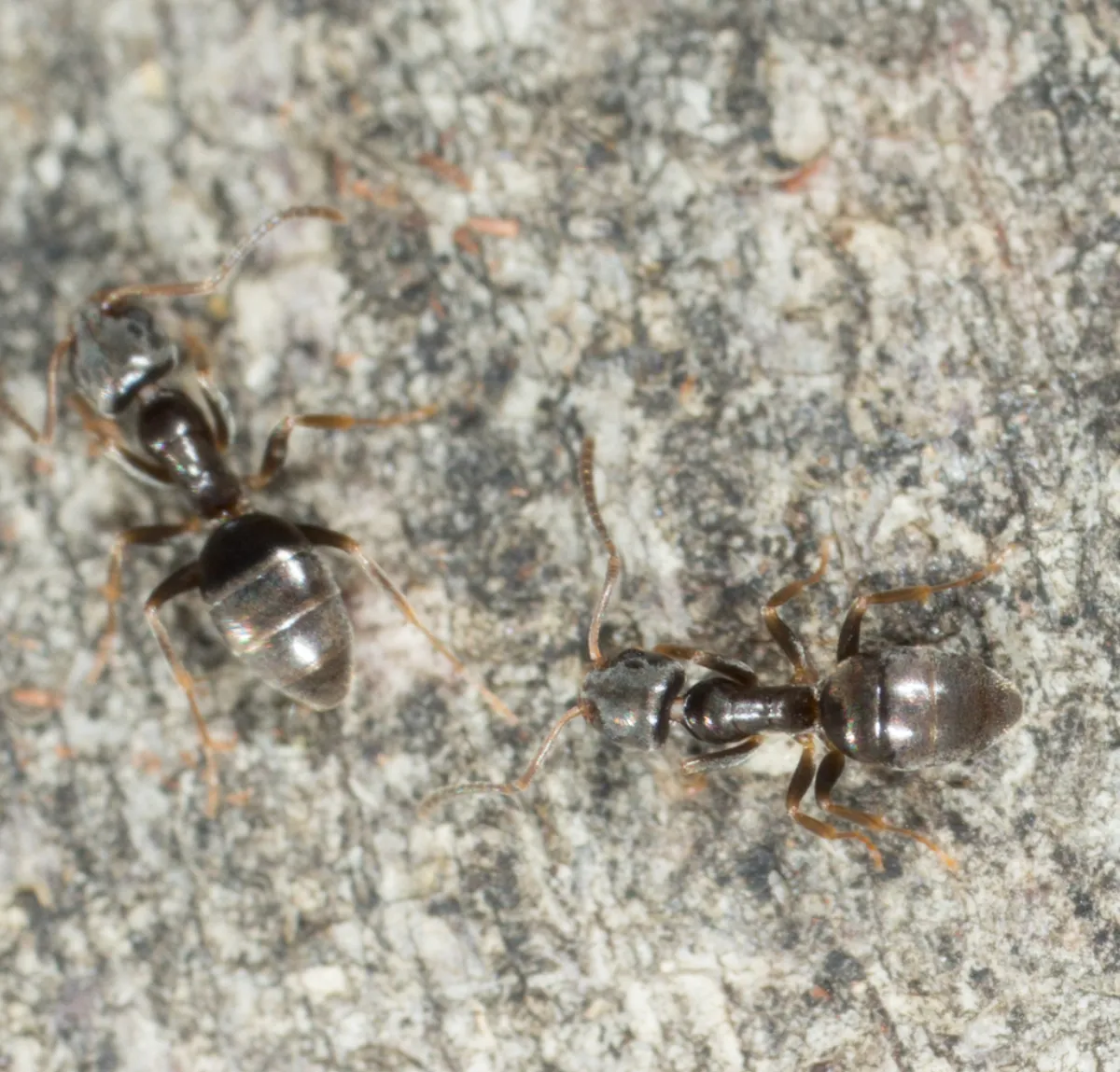 Two odorous house ants on gray stone, the small kitchen ant common in Hoyles Mill Village townhomes