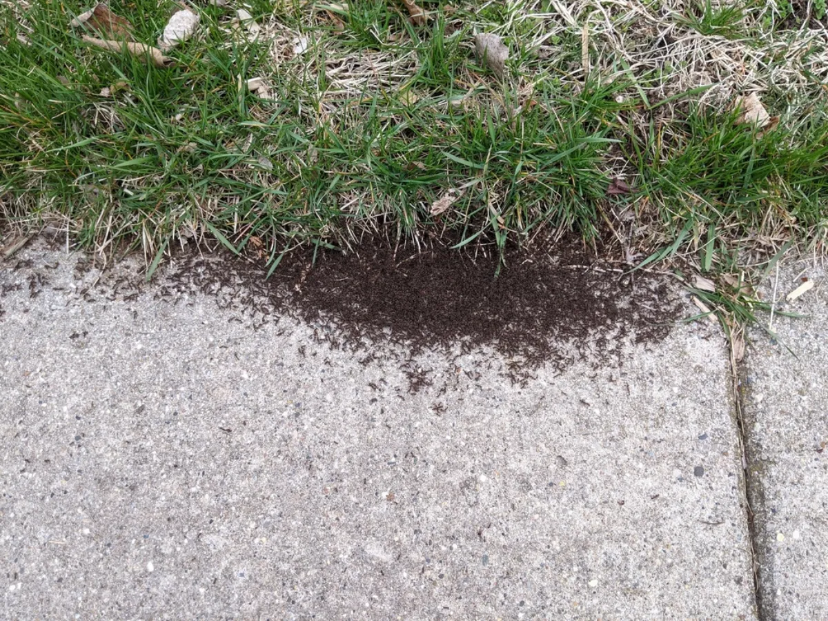 Pile of soil pushed up by pavement ants where a concrete walkway meets the lawn at a Boyds, Maryland townhome