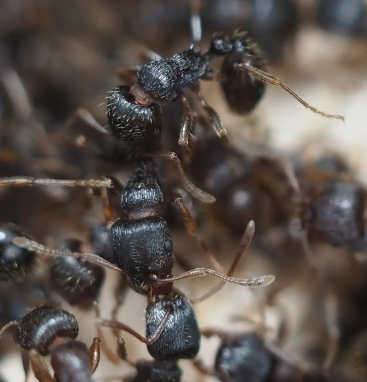 Close-up of pavement ant workers swarming over stone, common under patios in Boyds subdivisions