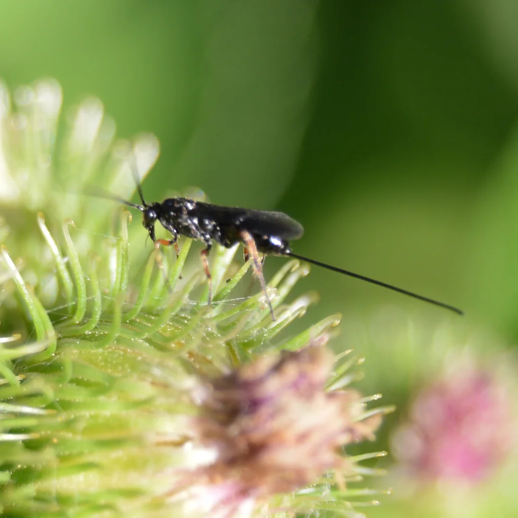 Braconid wasp on thistle flower showing long ovipositor used for laying eggs in host insects