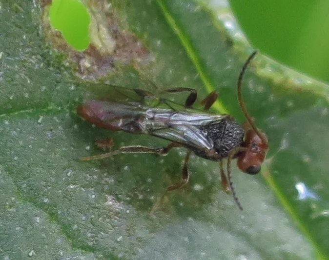 Adult braconid wasp resting on green leaf showing reddish-brown coloring
