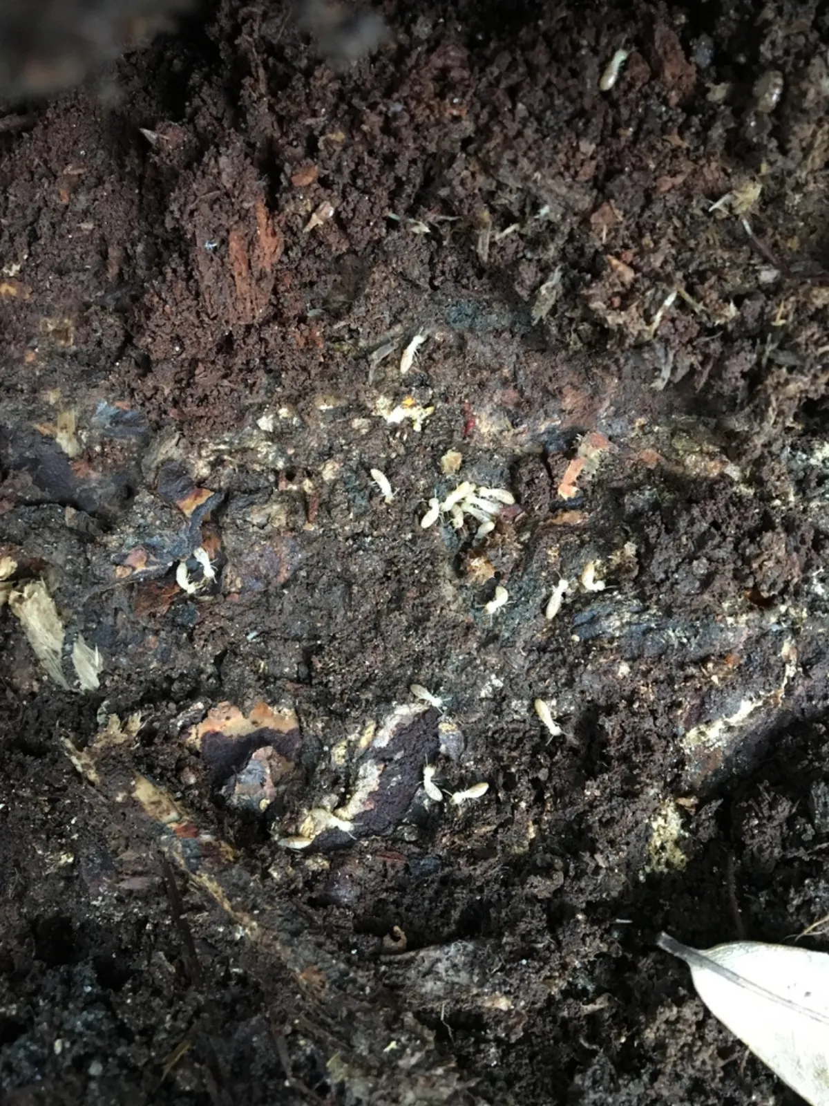 Eastern subterranean termite colony in soil and decaying wood like the ground under Brambleton townhome rows