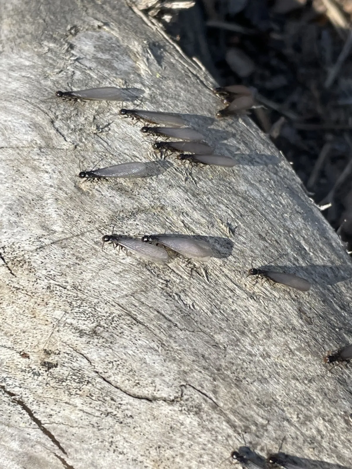 Winged termite swarmers gathered on a fallen log, like the woods behind Brambleton lots near the reservoir