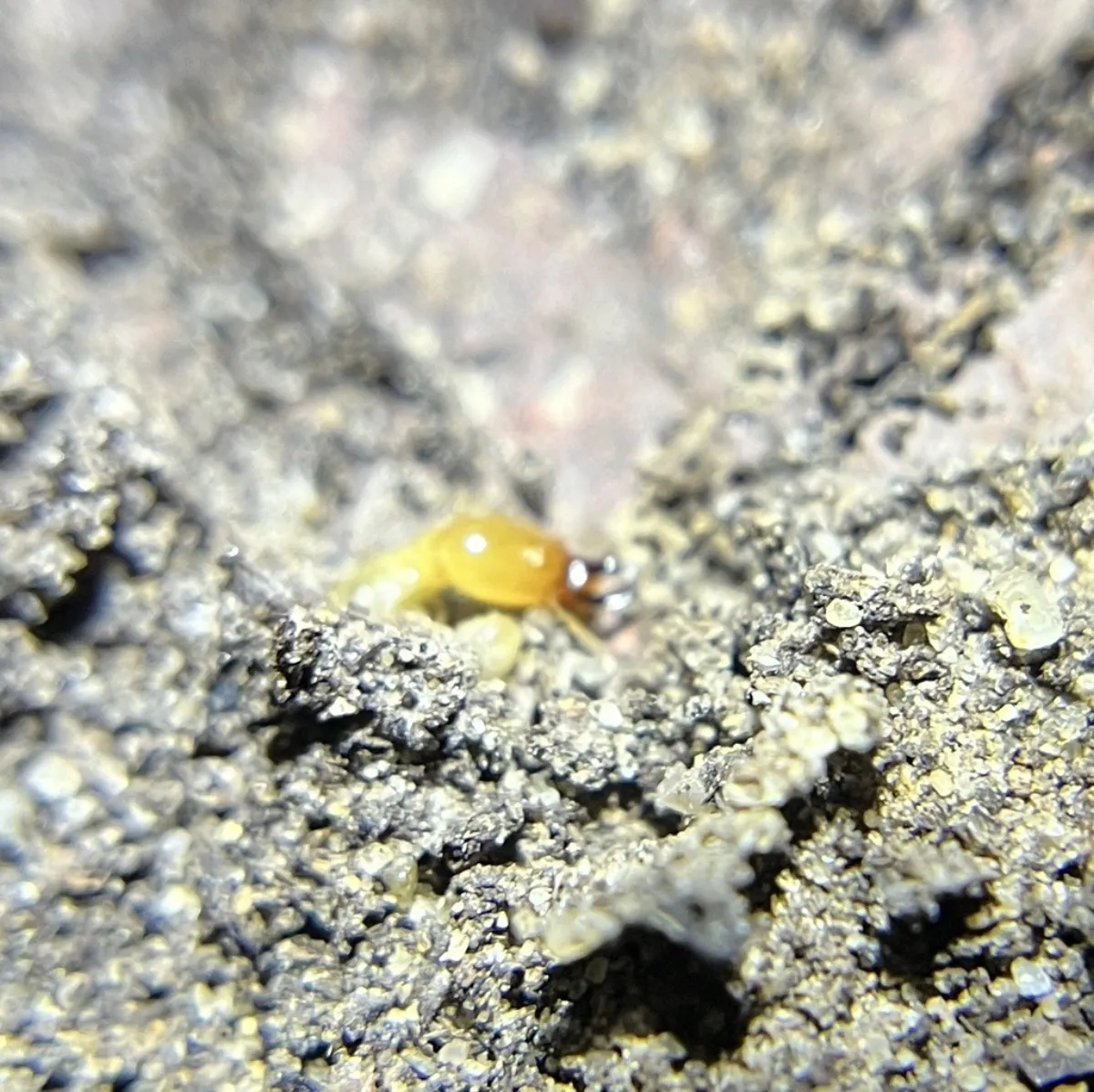 Eastern subterranean termite worker on mud, like the tubes termites build behind finished basement walls in Brambleton