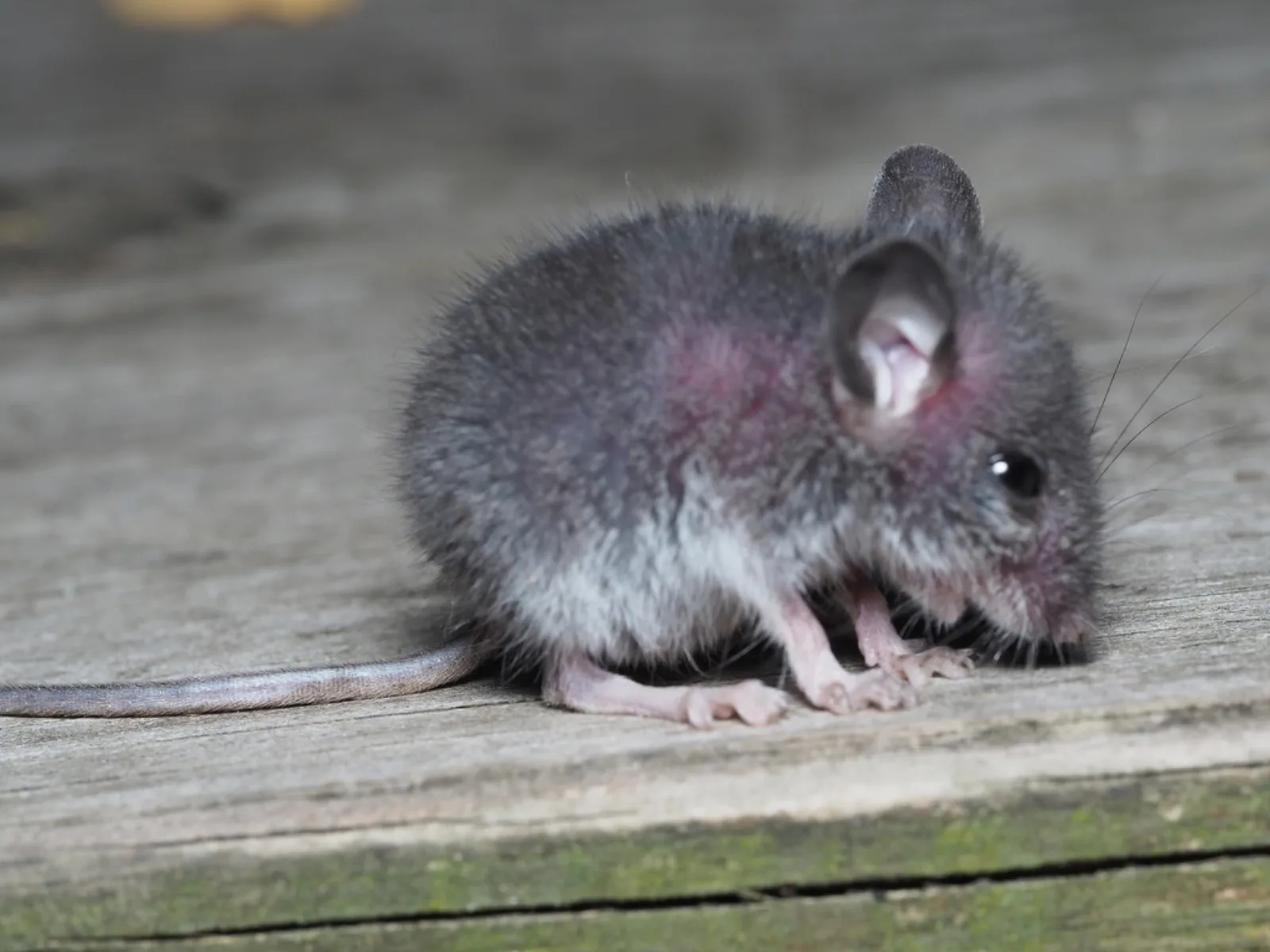 Young white-footed mouse on a wooden deck, a field mouse that moves from Brambleton trail and pond edges into homes in fall