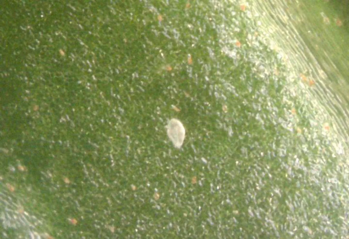 Single broad mite visible on green leaf tissue under magnification
