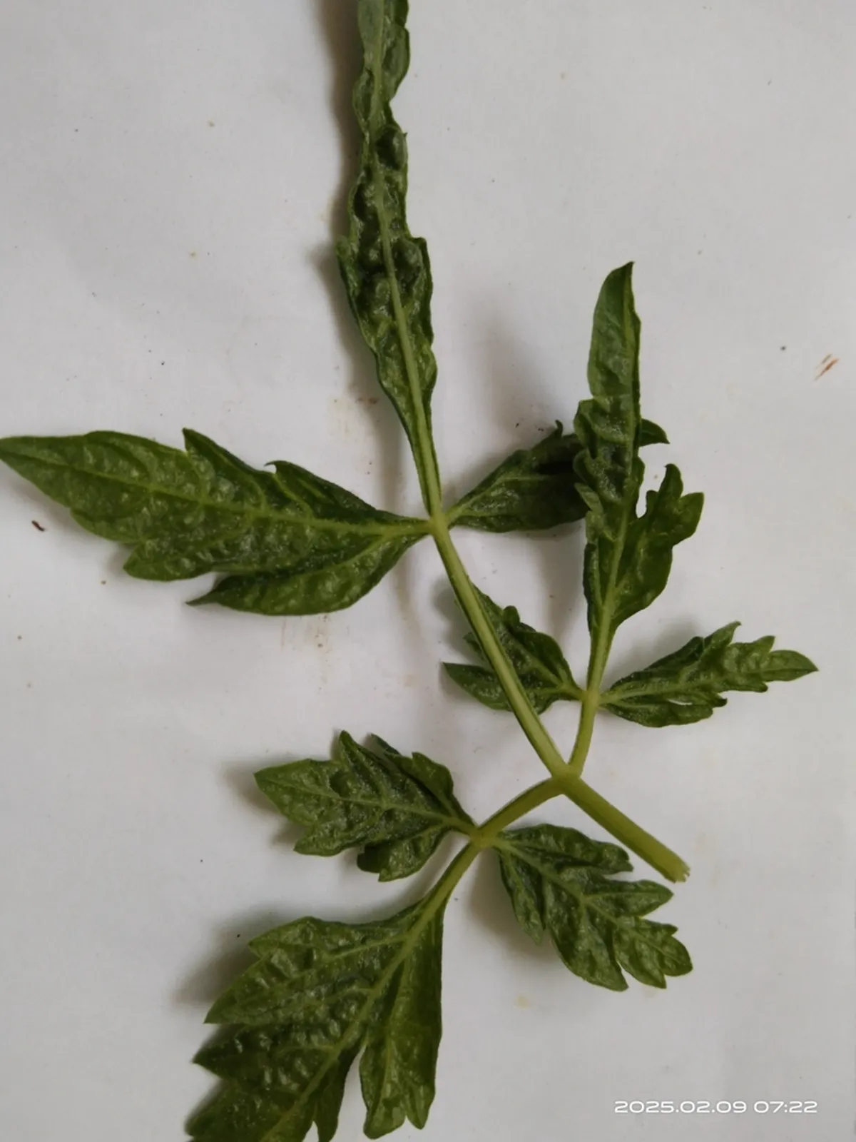 Broad mite damage showing curled and distorted plant leaves