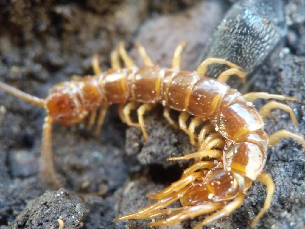 Close-up of brown centipede showing body segments and leg detail