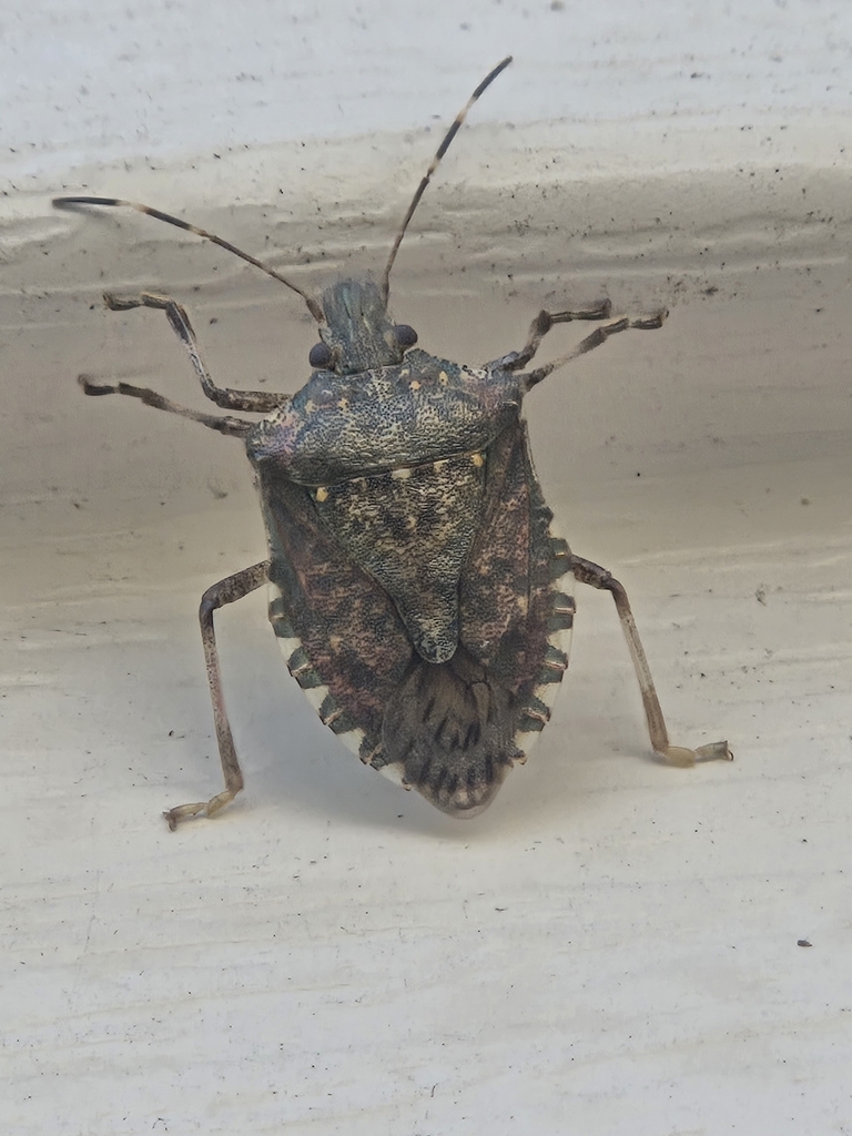 Brown marmorated stink bug found on Brambleton home siding in fall season