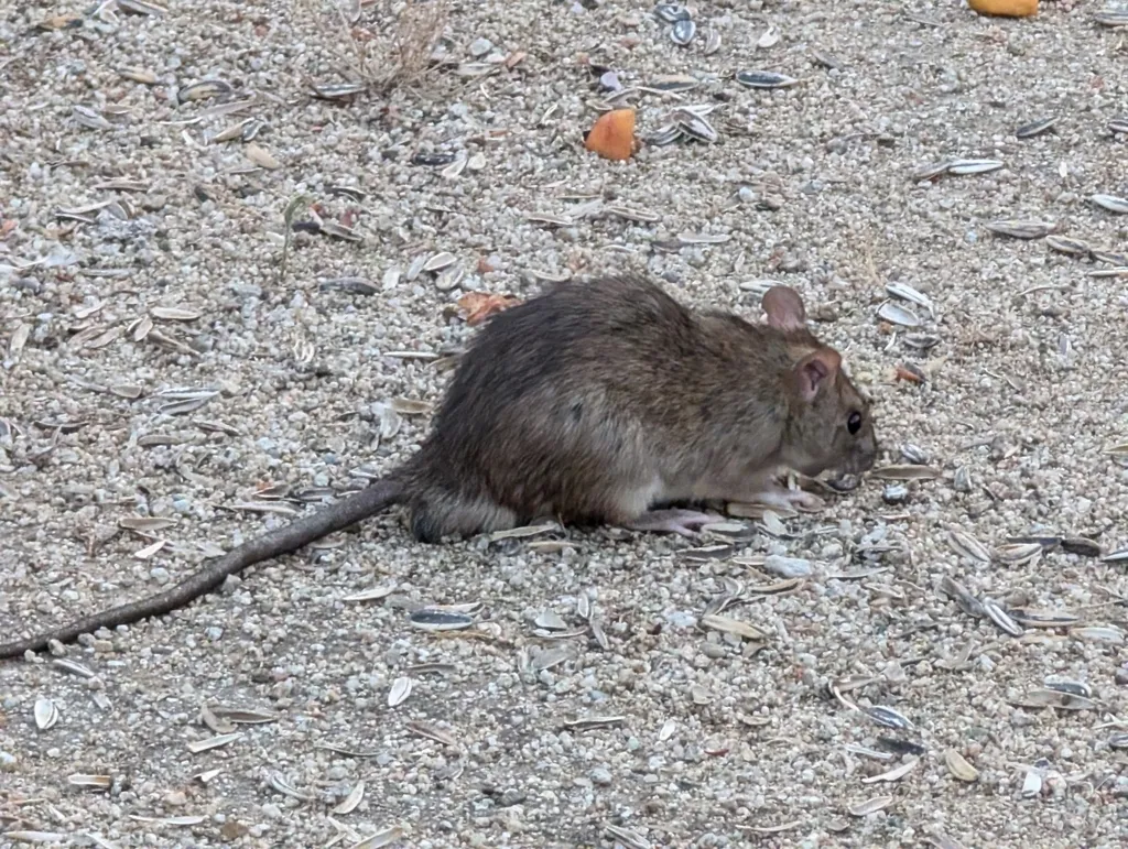 Brown rat commonly found in Aldie Virginia near farms and equestrian properties along the Little River