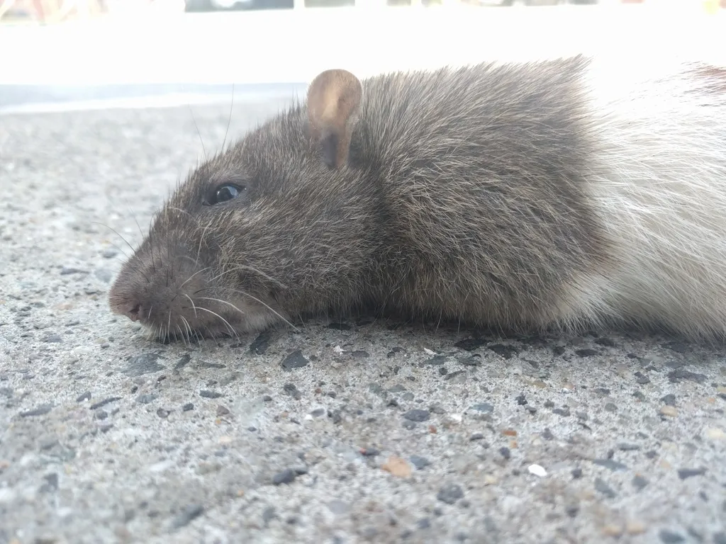 Norway rat found near Alexandria Virginia waterfront area