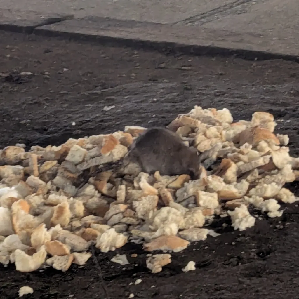 Norway rat foraging near debris common around Waldorf Maryland commercial areas