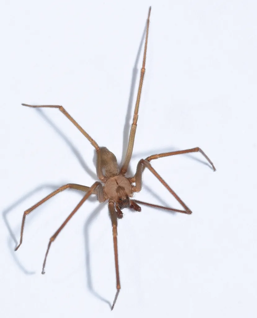 Brown recluse spider viewed from above showing characteristic body shape