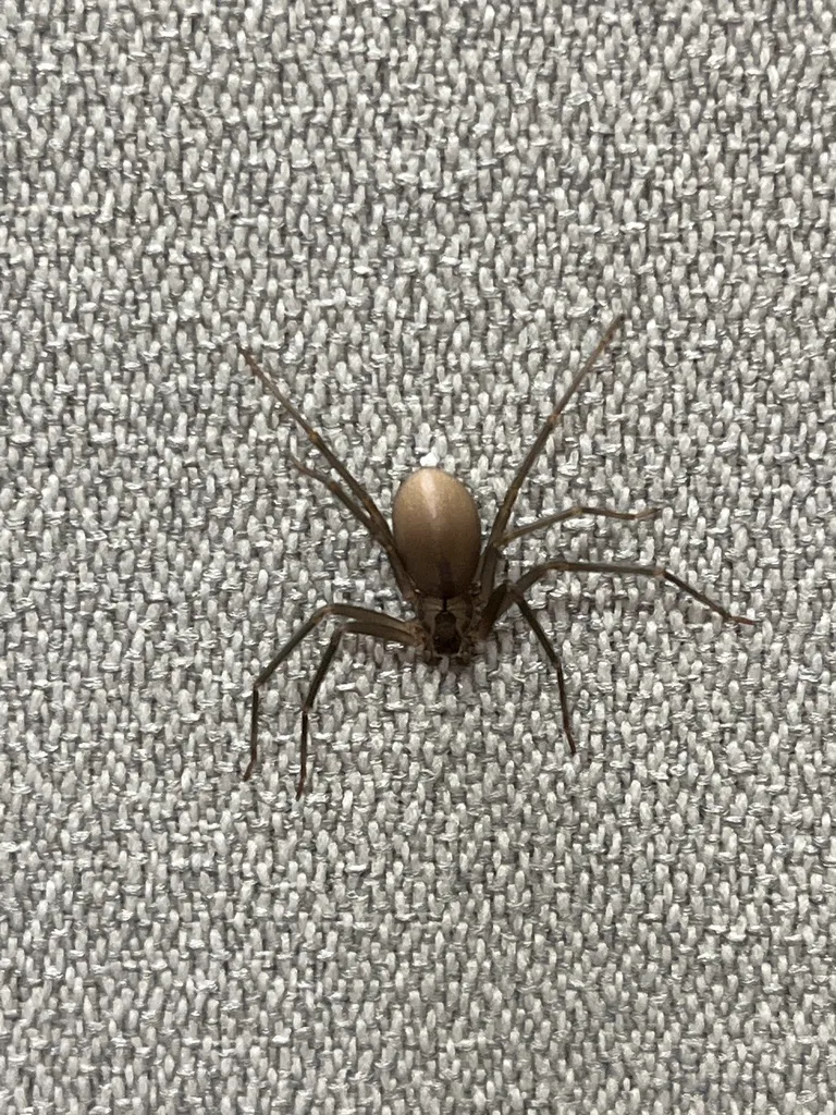 Brown recluse spider on textured surface displaying typical tan coloration