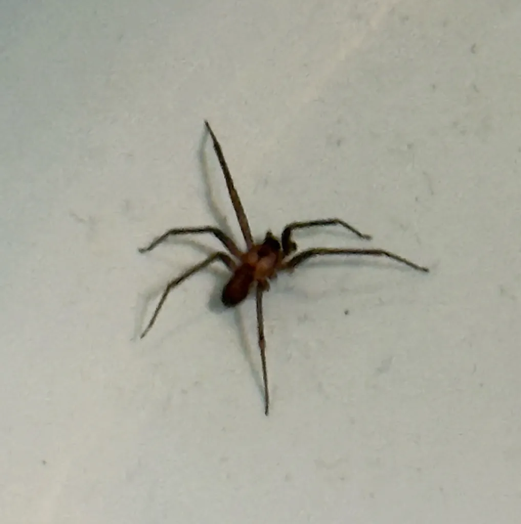 Brown recluse spider on white background showing full body and leg structure