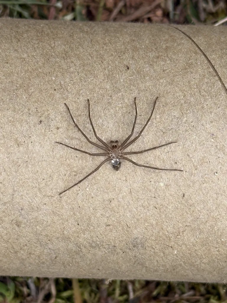 Brown recluse spider on cardboard tube in typical indoor habitat