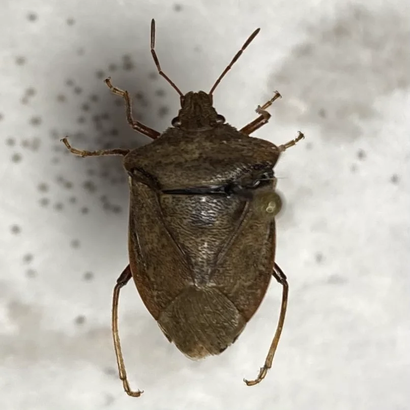 Dorsal view of brown stink bug displaying shield-shaped body and textured wing covers
