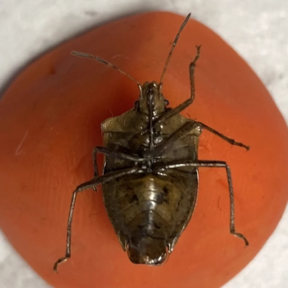 Brown stink bug showing ventral side and leg structure