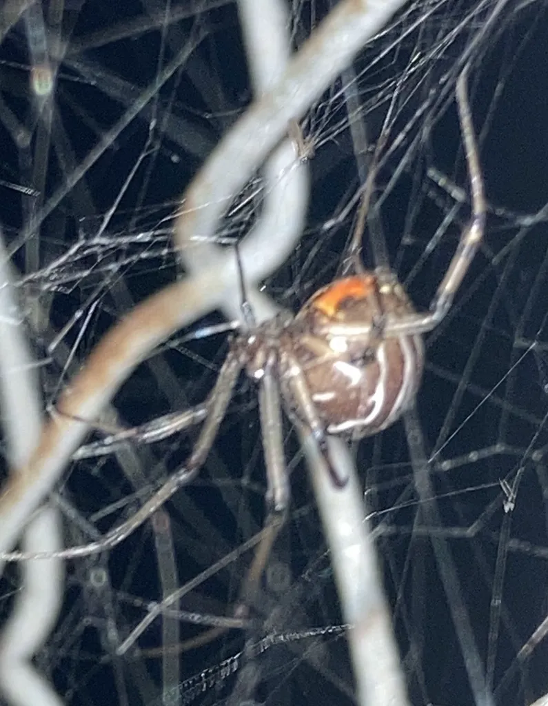 Brown widow spider hanging in its tangled web at night showing orange hourglass marking