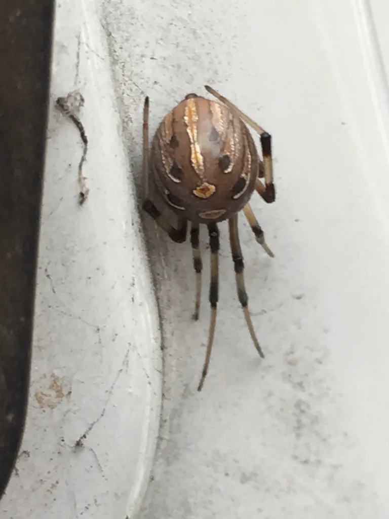 Top-down view of a brown widow spider showing dorsal geometric markings on the abdomen