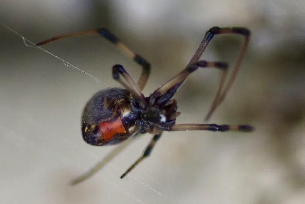 Brown widow spider hanging in its web showing dark body and orange marking