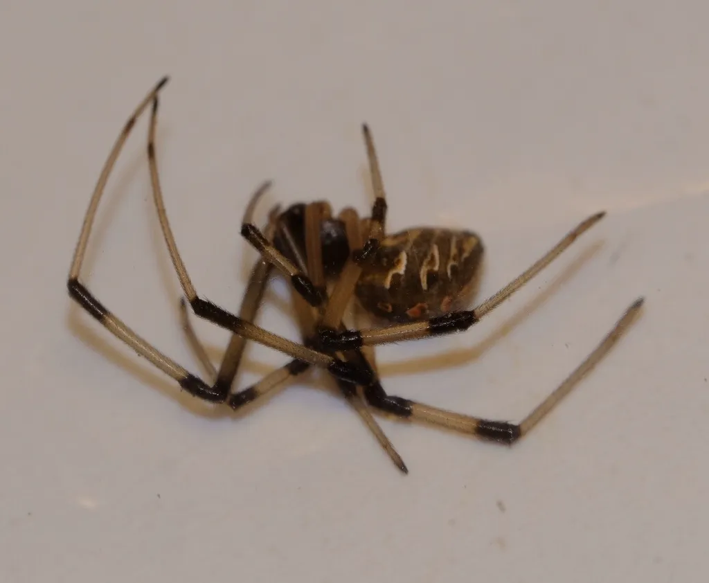 Brown widow spider on a white surface showing body shape and leg banding pattern