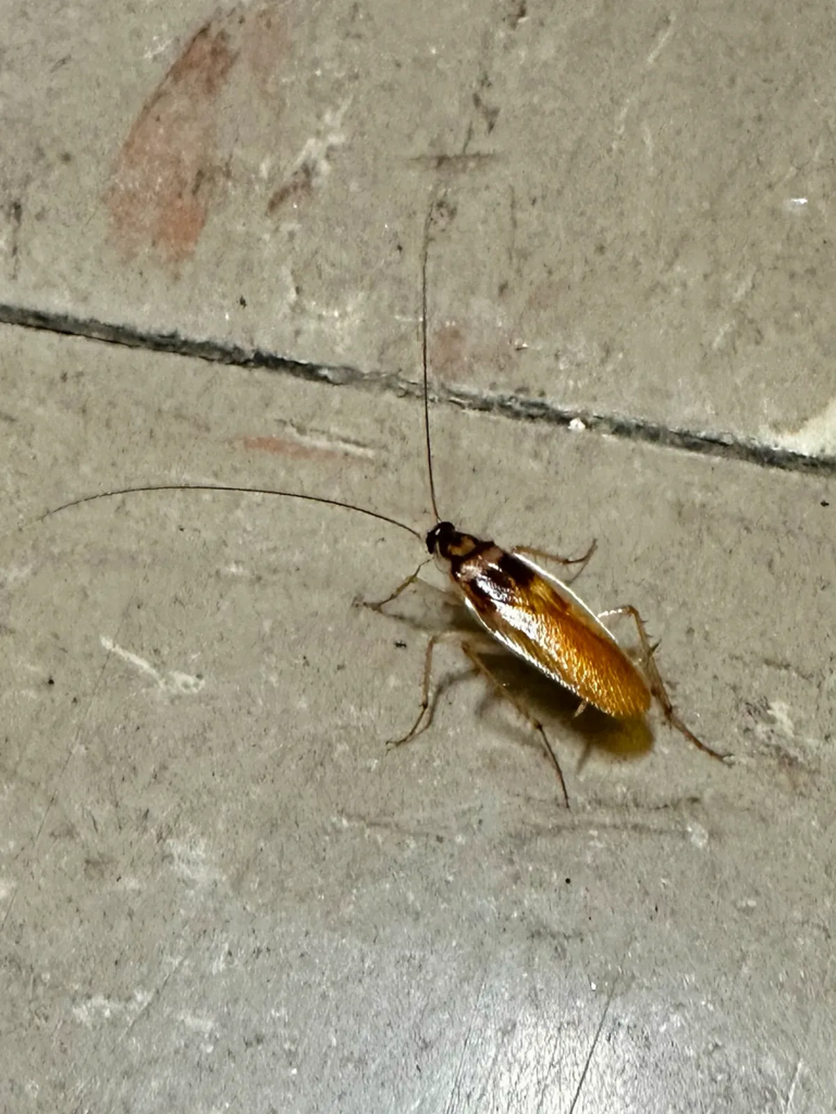 How to Get Rid of Brown Banded Cockroaches: Complete Guide