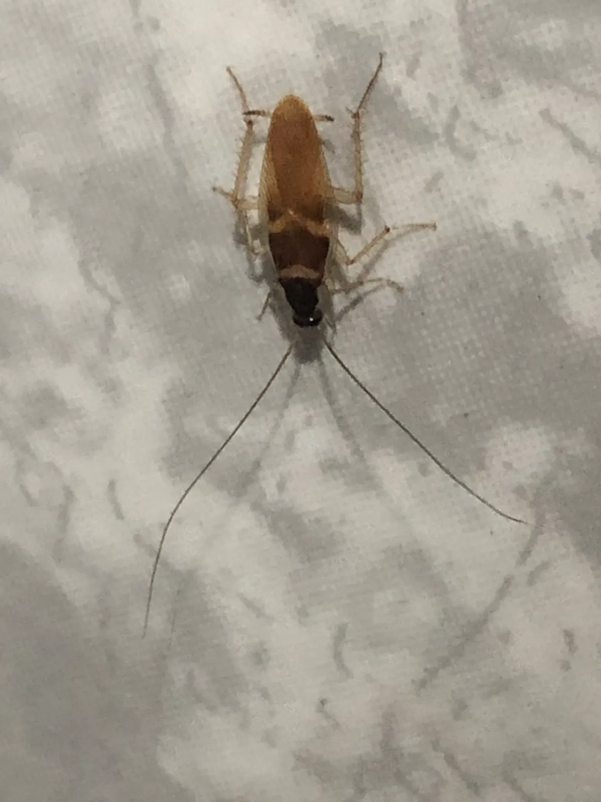 Brown banded cockroach top view showing markings