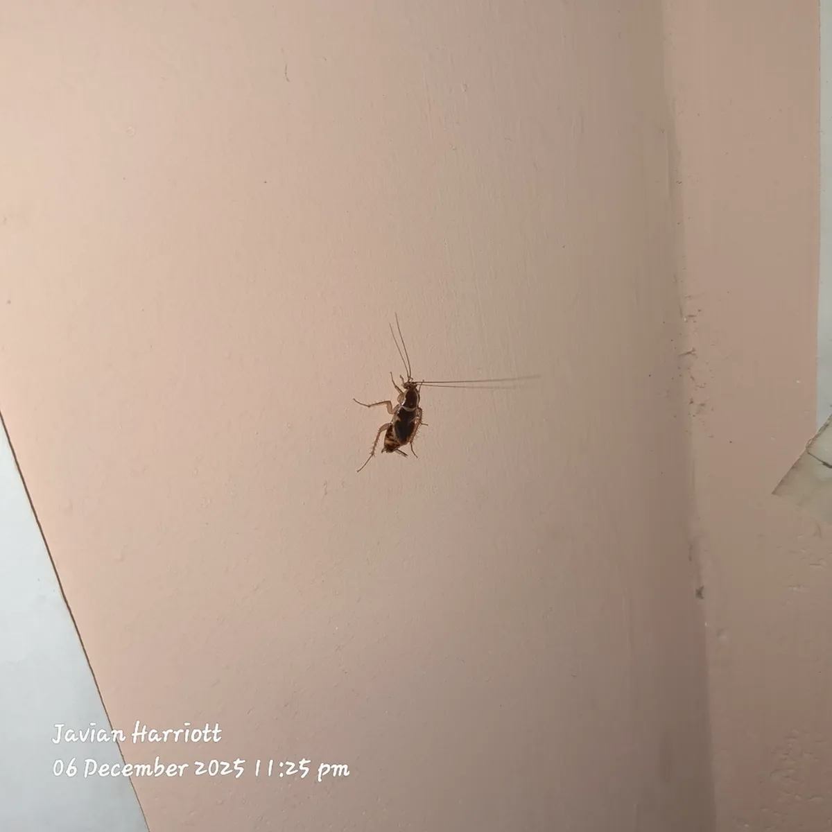 Brown banded cockroach on wall surface