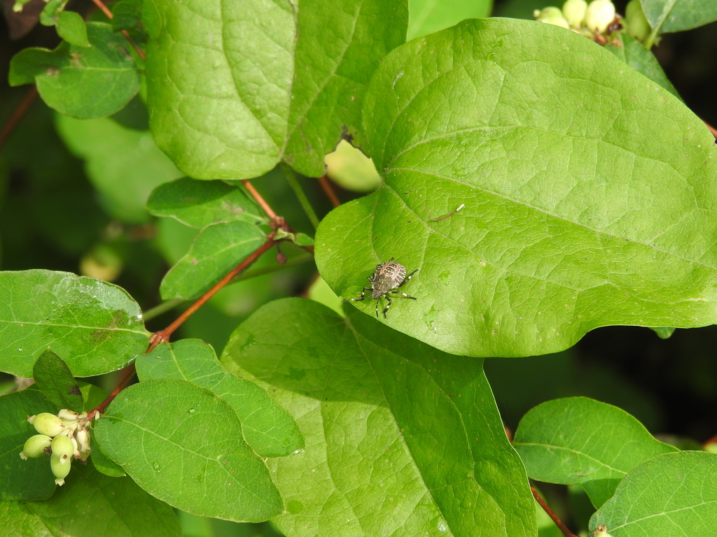 Brown marmorated stink bug on foliage near Crofton MD residential neighborhood