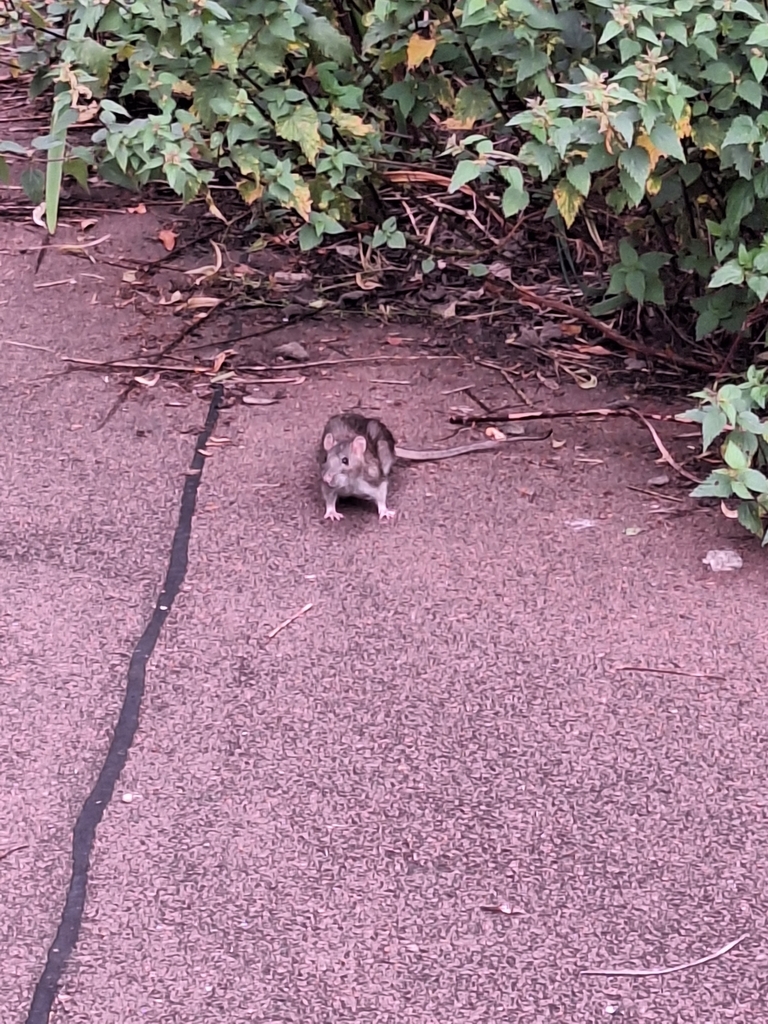 Norway rat foraging near bushes in a Leesburg Virginia neighborhood