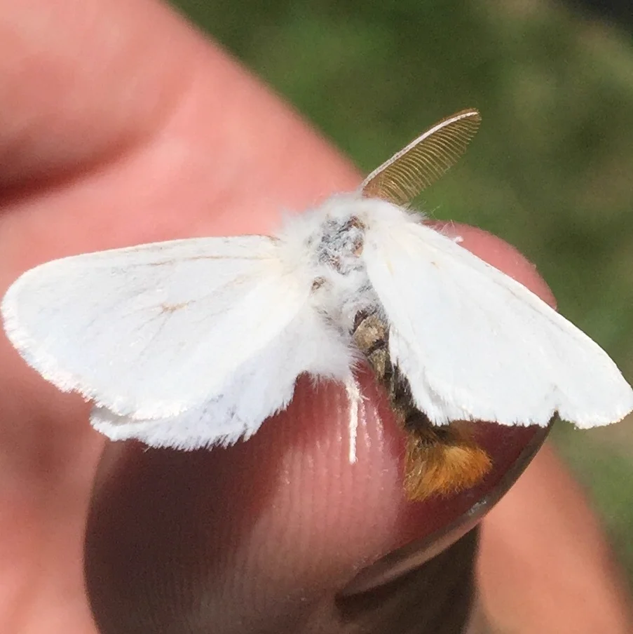 Adult browntail moth with wings spread showing pure white coloration and brown tail