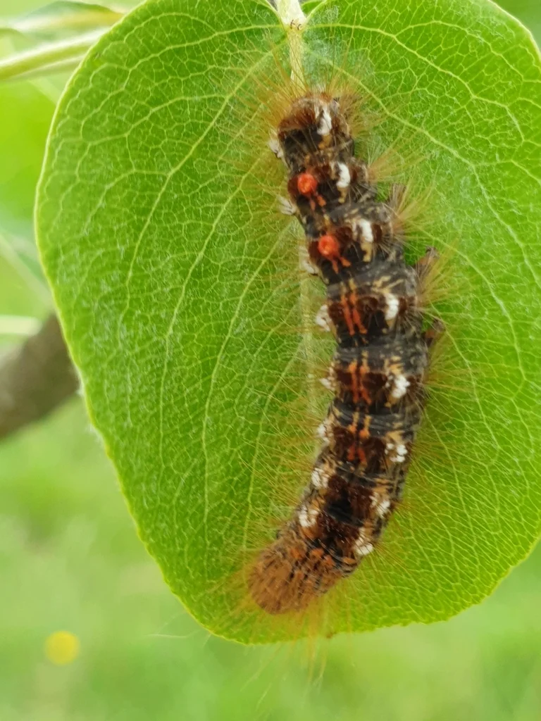 Browntail moth caterpillar on leaf showing dark brown body with white stripes and red spots