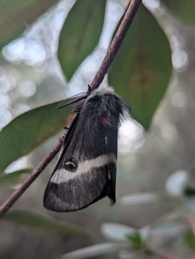 Adult buck moth hanging from a branch showing dark wings with white banding pattern