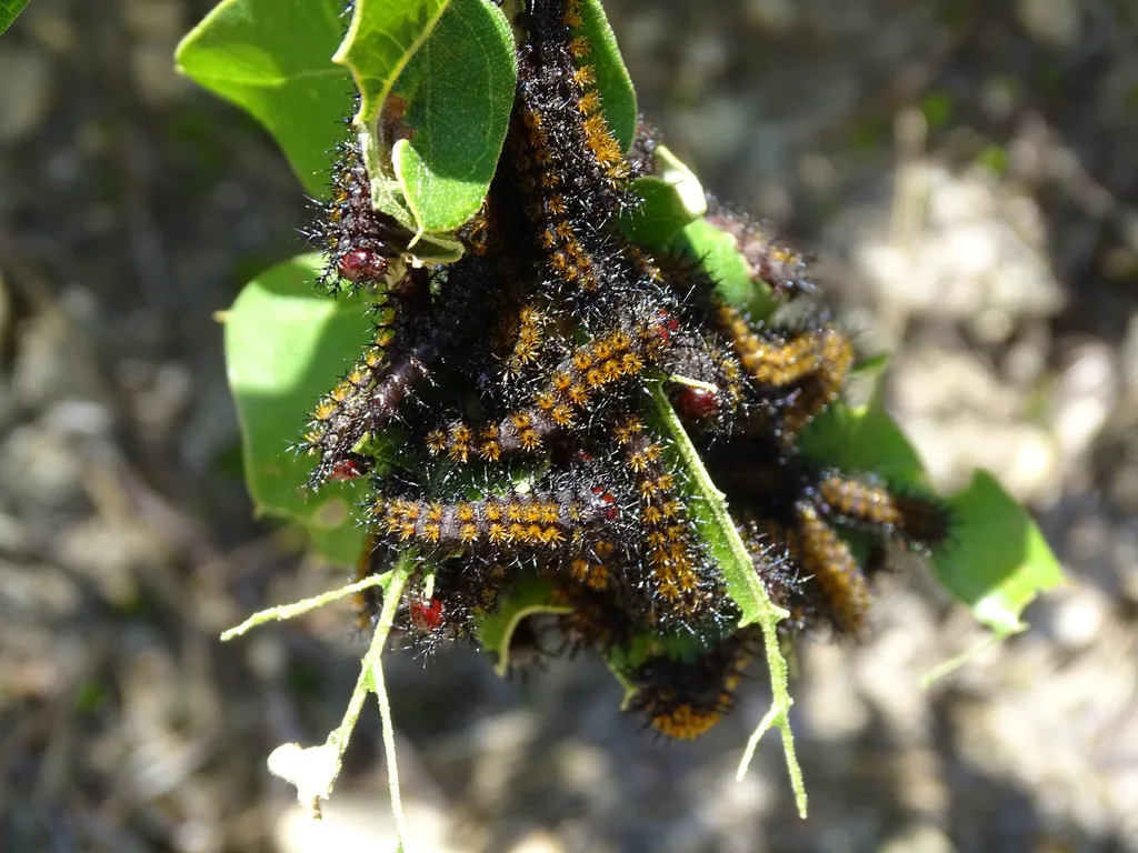 Cluster of young buck moth caterpillars feeding together on oak leaves in their gregarious early stage