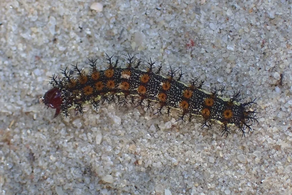 Buck moth caterpillar crawling on sandy ground showing full body with reddish coloring and prominent spines