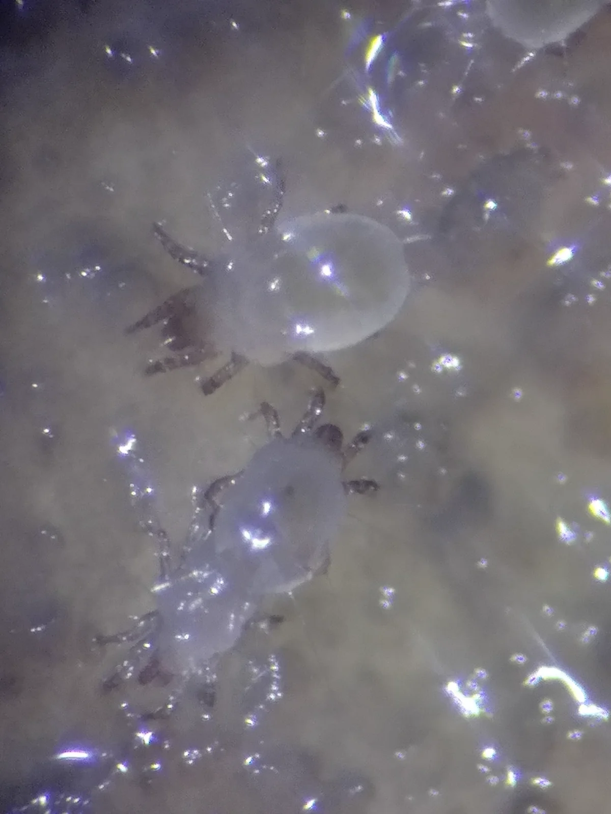 Close-up of bulb mite on plant material