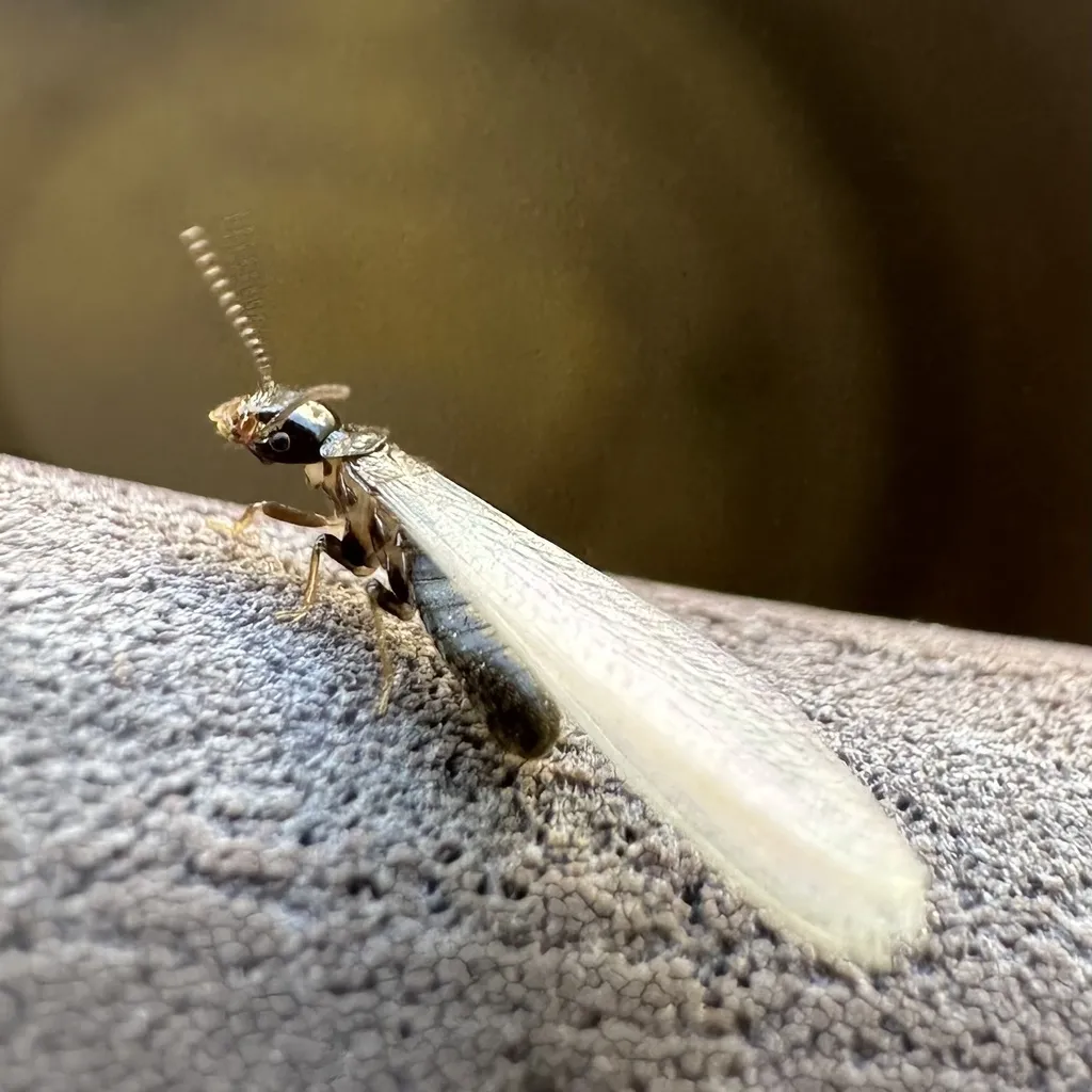 Winged termite swarmer on concrete, the kind Brandywine MD homeowners find on patios and windowsills each spring
