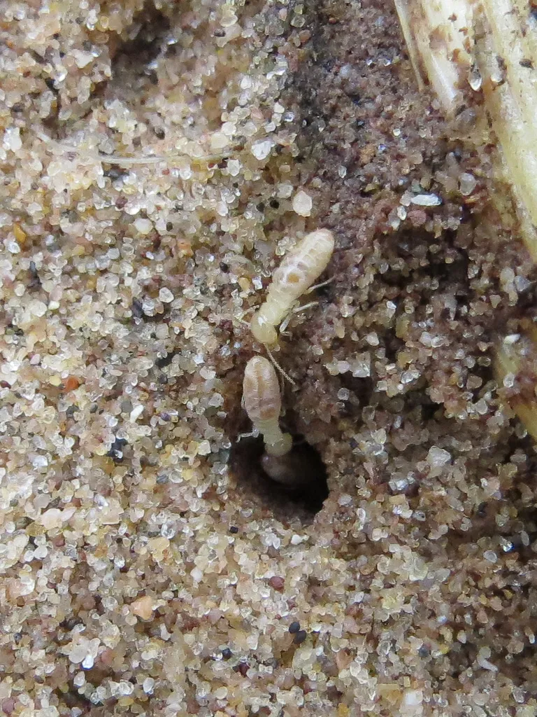 Termite soldier guarding a tunnel opening in sandy Coastal Plain soil in southern Prince George's County