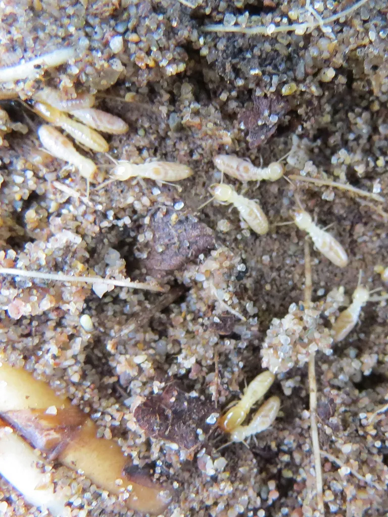 Eastern subterranean termite workers tunneling through sandy soil of the kind found in Brandywine, Maryland