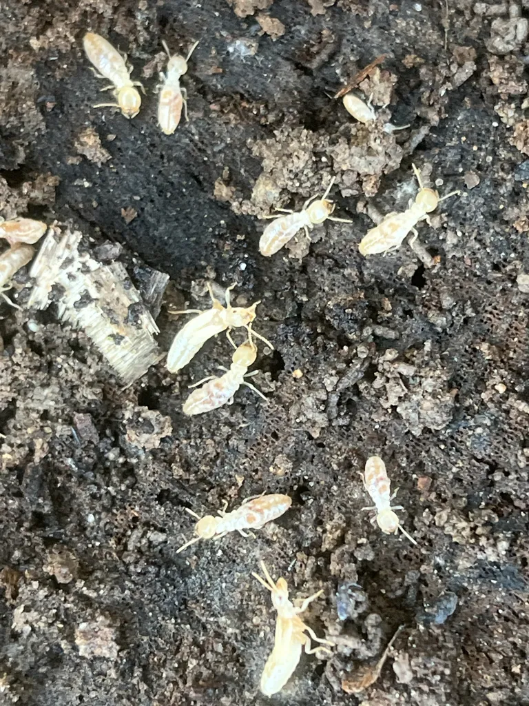 Group of Eastern subterranean termite workers in soil, the species that damages homes in Brandywine, Maryland